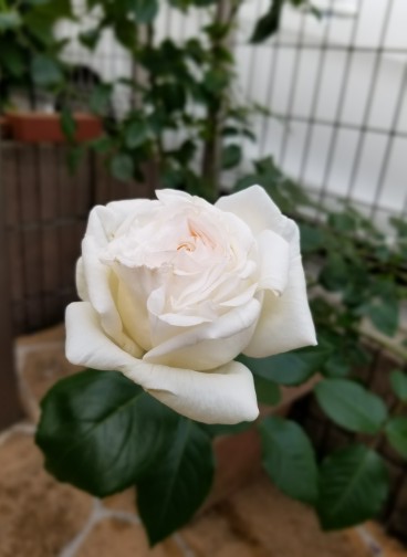 白いバラのアップ