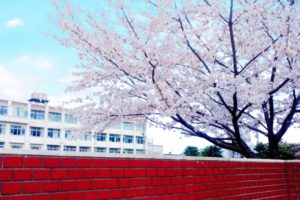 青空と満開の桜と小学校