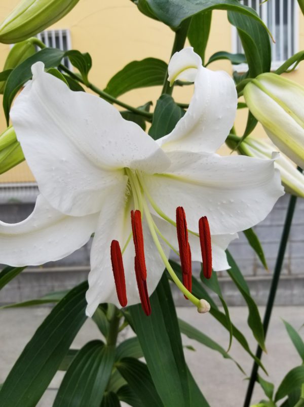 大輪と純白な花びらの存在感あるカサブランカ