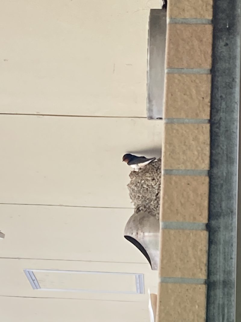 ツバメと巣
